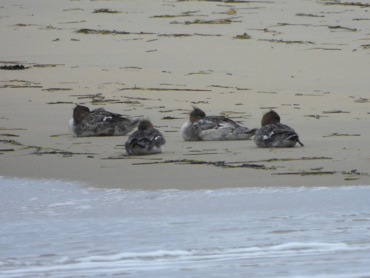 Red-breasted Merganser - Tracee Fugate