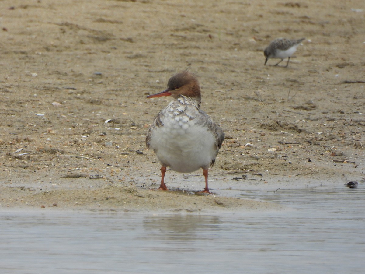 Red-breasted Merganser - Tracee Fugate