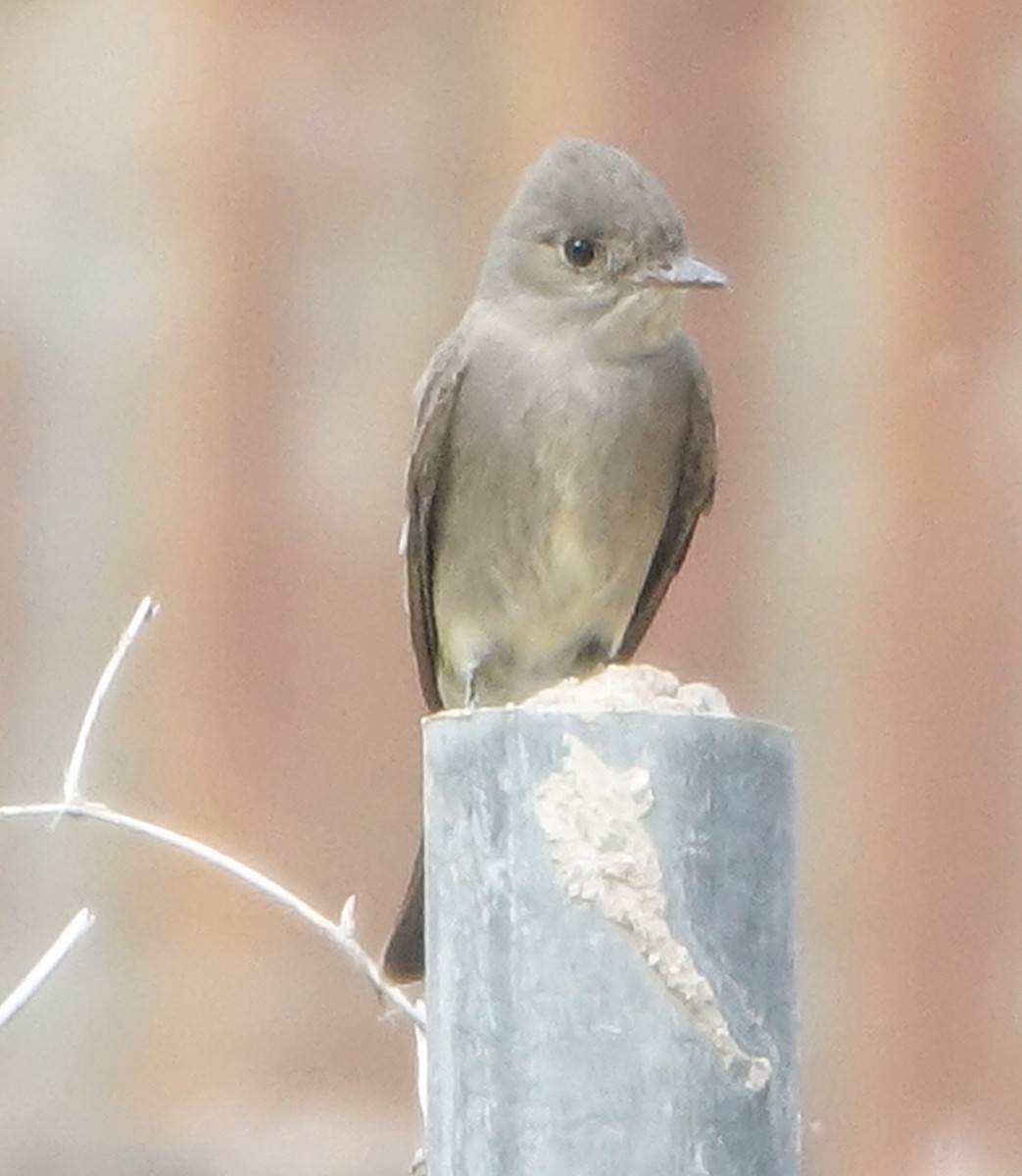 Western Wood-Pewee - Carolyn Ohl, cc