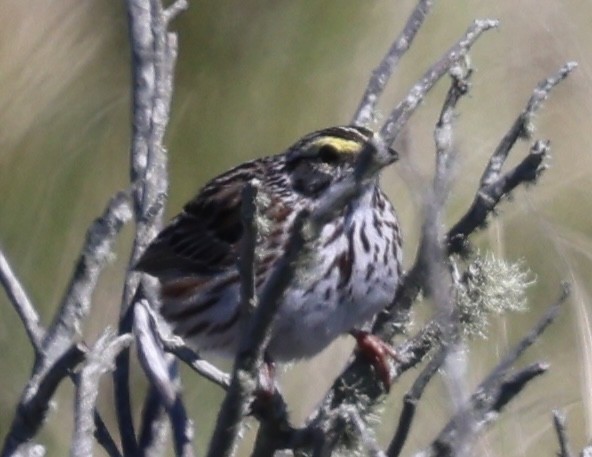Savannah Sparrow - burton balkind