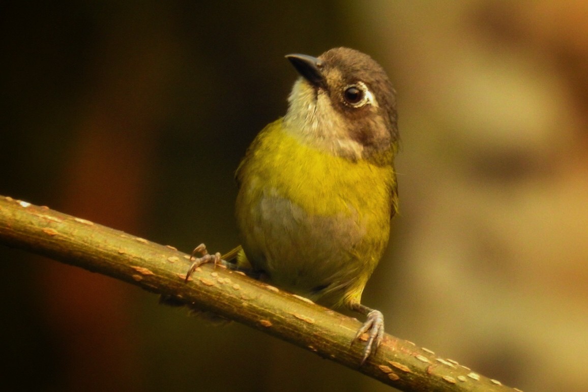 Common Chlorospingus - Rony Zuniga