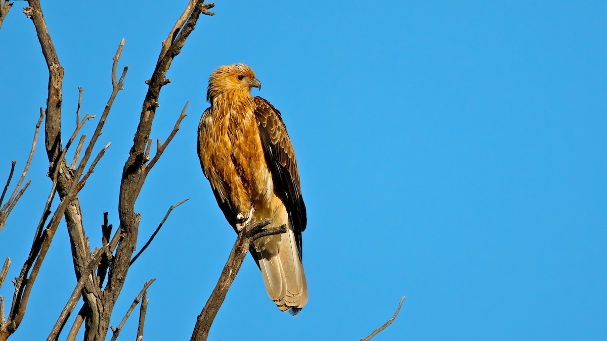 Whistling Kite - ML619423576