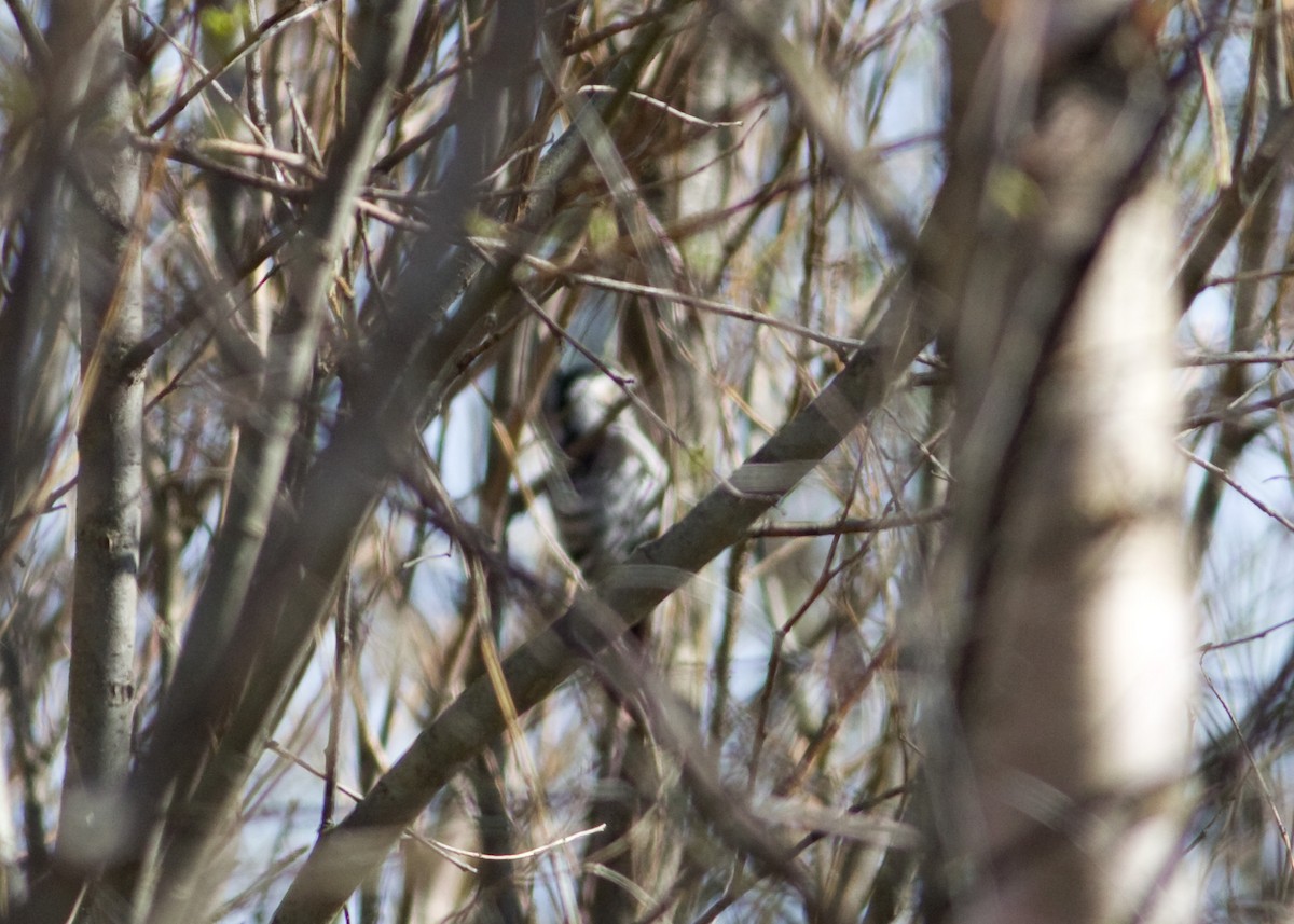 Lesser Spotted Woodpecker - Tim Harrop