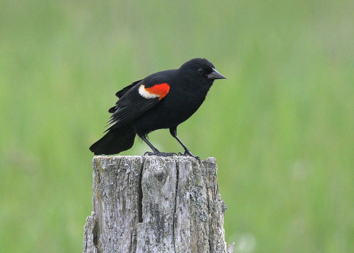 Red-winged Blackbird - Janet Smigielski