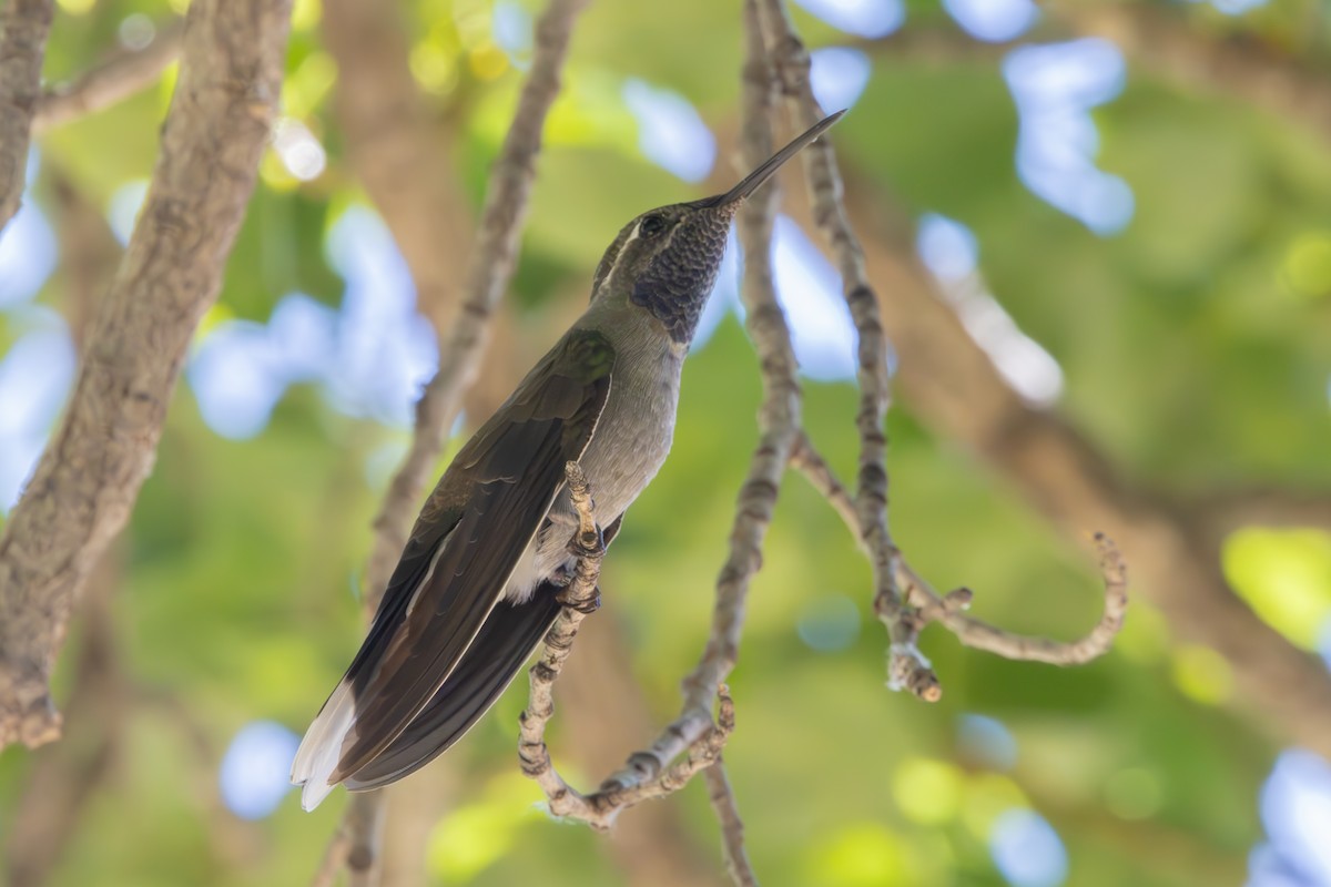 Blue-throated Mountain-gem - Dylan Osterhaus