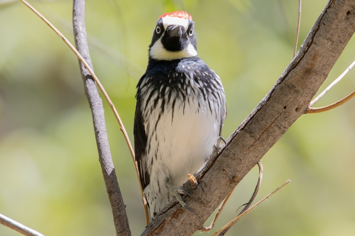 Acorn Woodpecker - Dylan Osterhaus