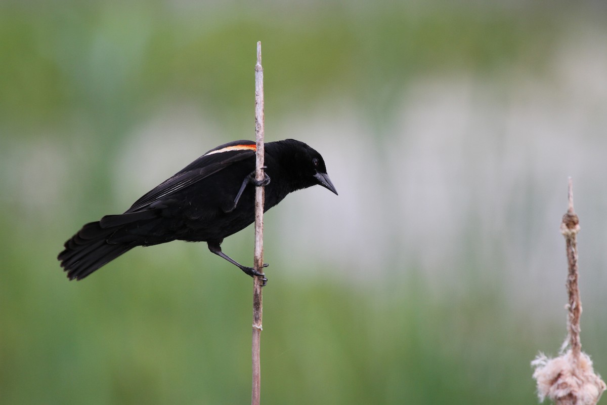 Red-winged Blackbird - J Kleinsasser