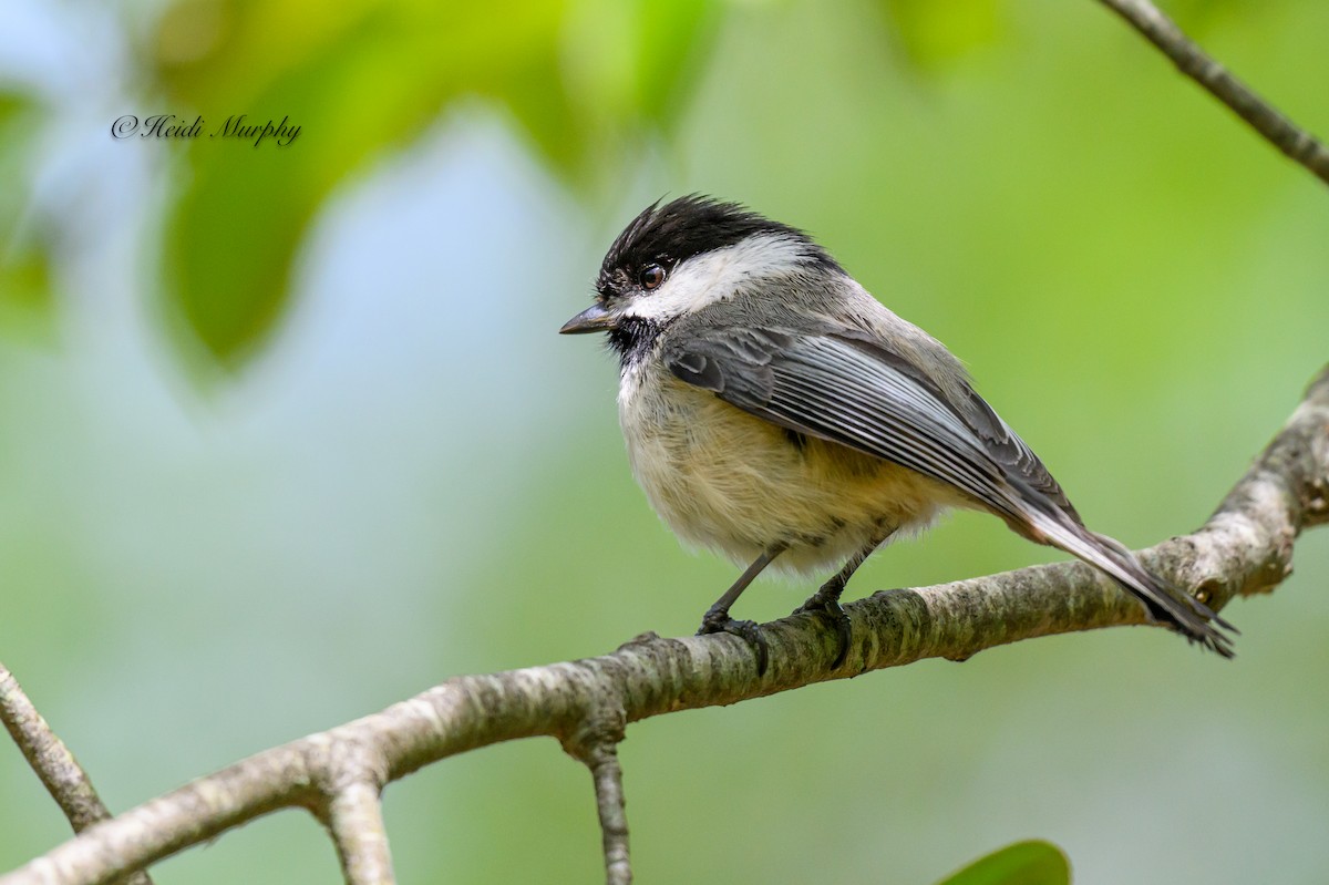 Black-capped Chickadee - ML619423632