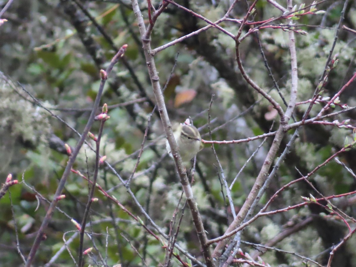 Mosquitero de Lichiang - ML619423636