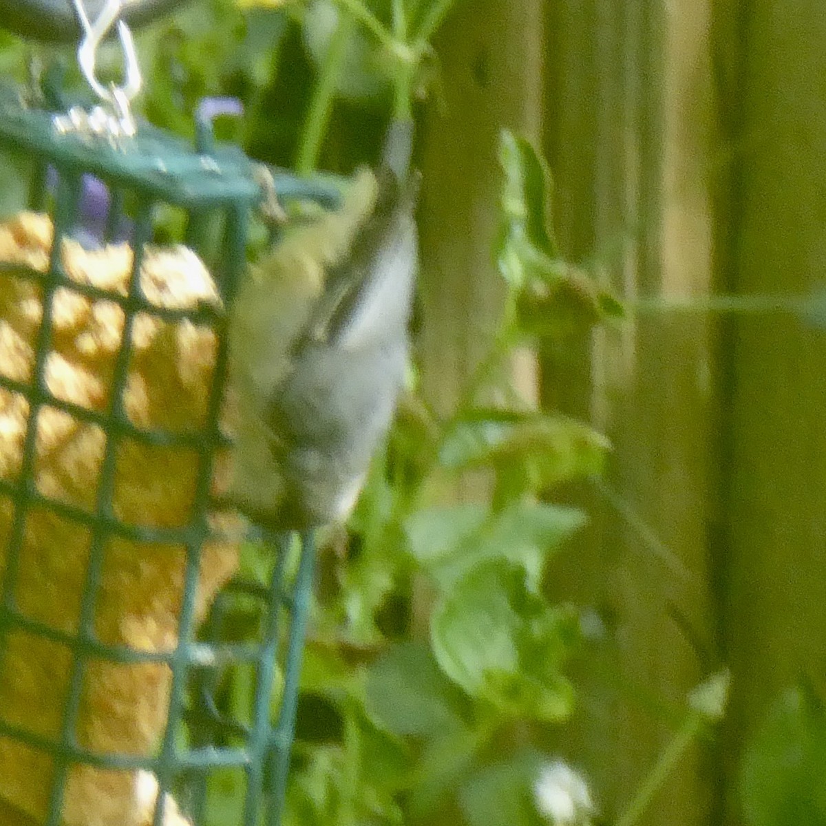 Pygmy Nuthatch - Anonymous