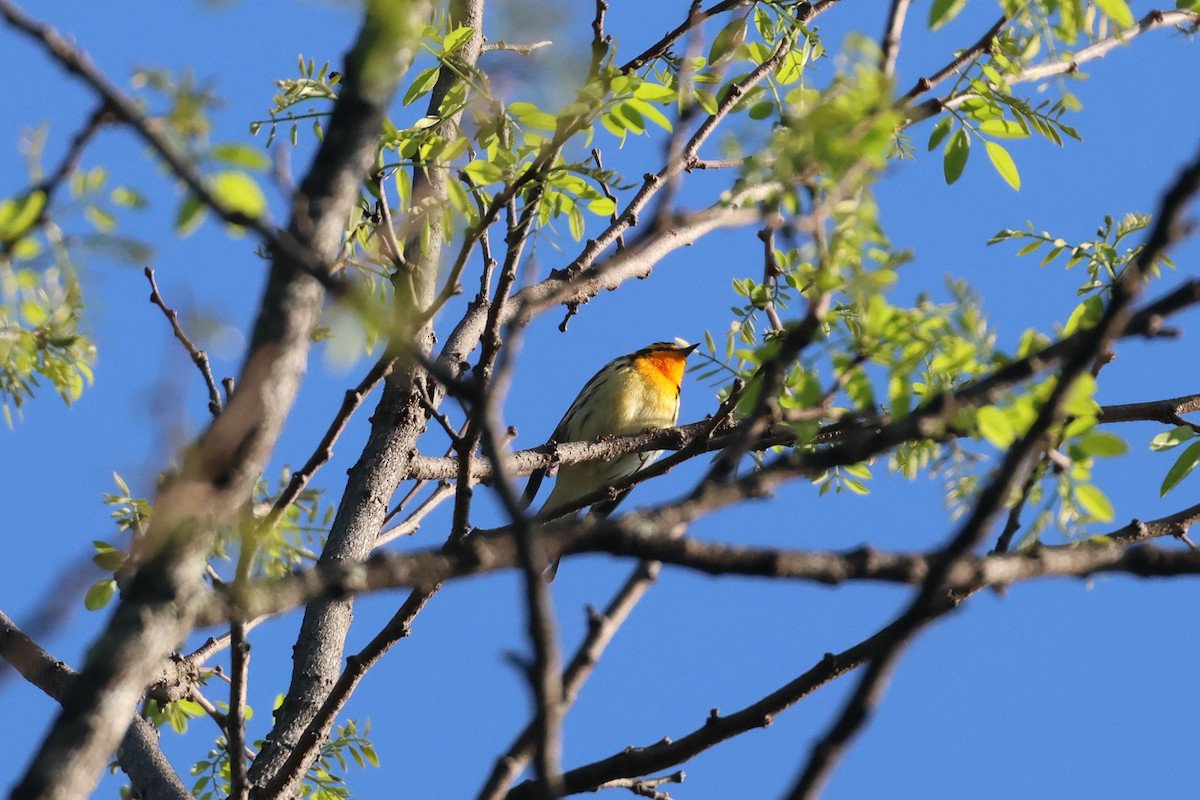 Blackburnian Warbler - Paul Gorday