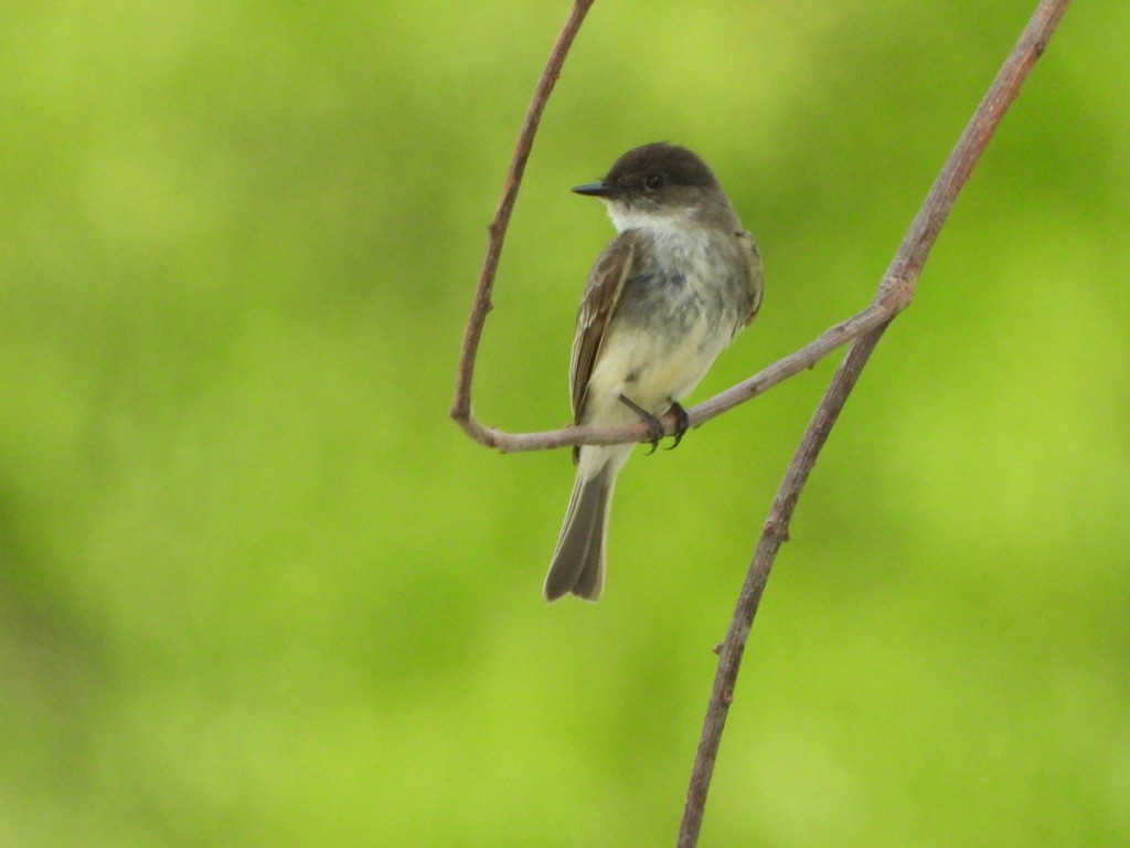 Eastern Phoebe - ML619423646