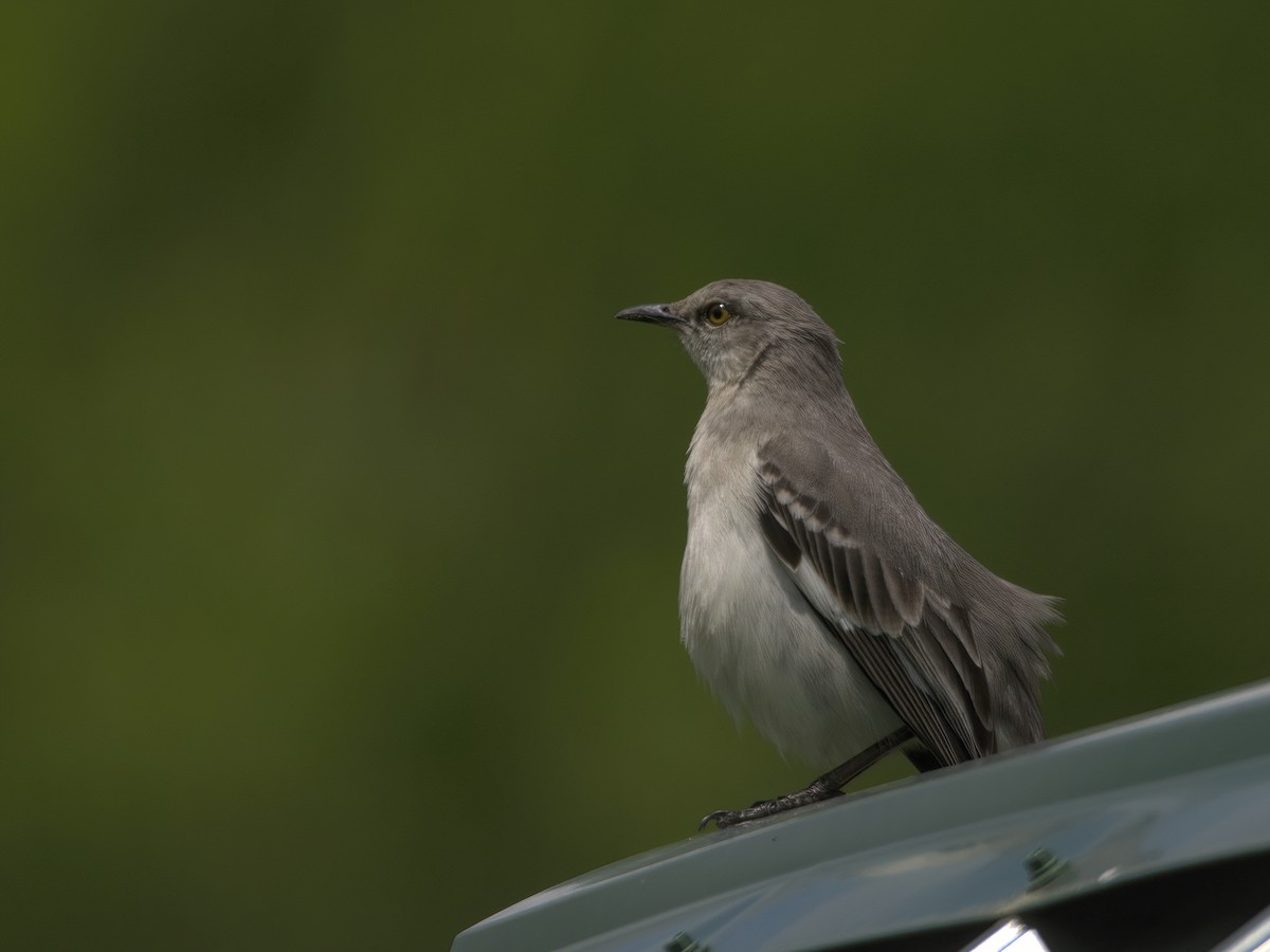 Northern Mockingbird - ML619423647