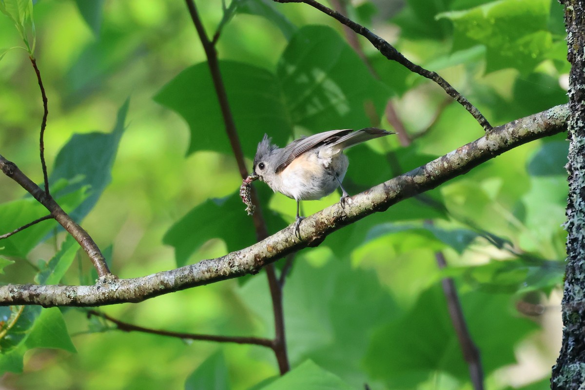 Tufted Titmouse - ML619423653