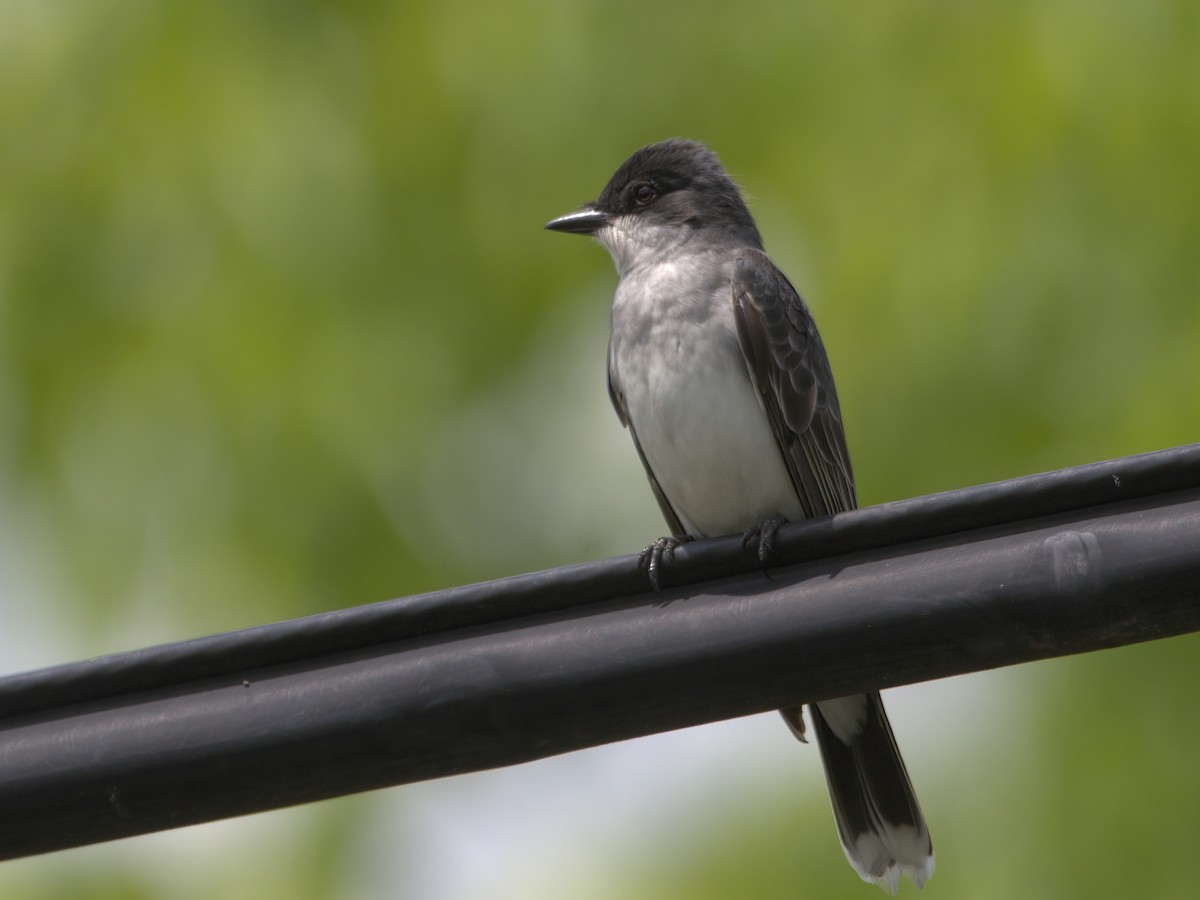 Eastern Kingbird - Justin Kolakowski