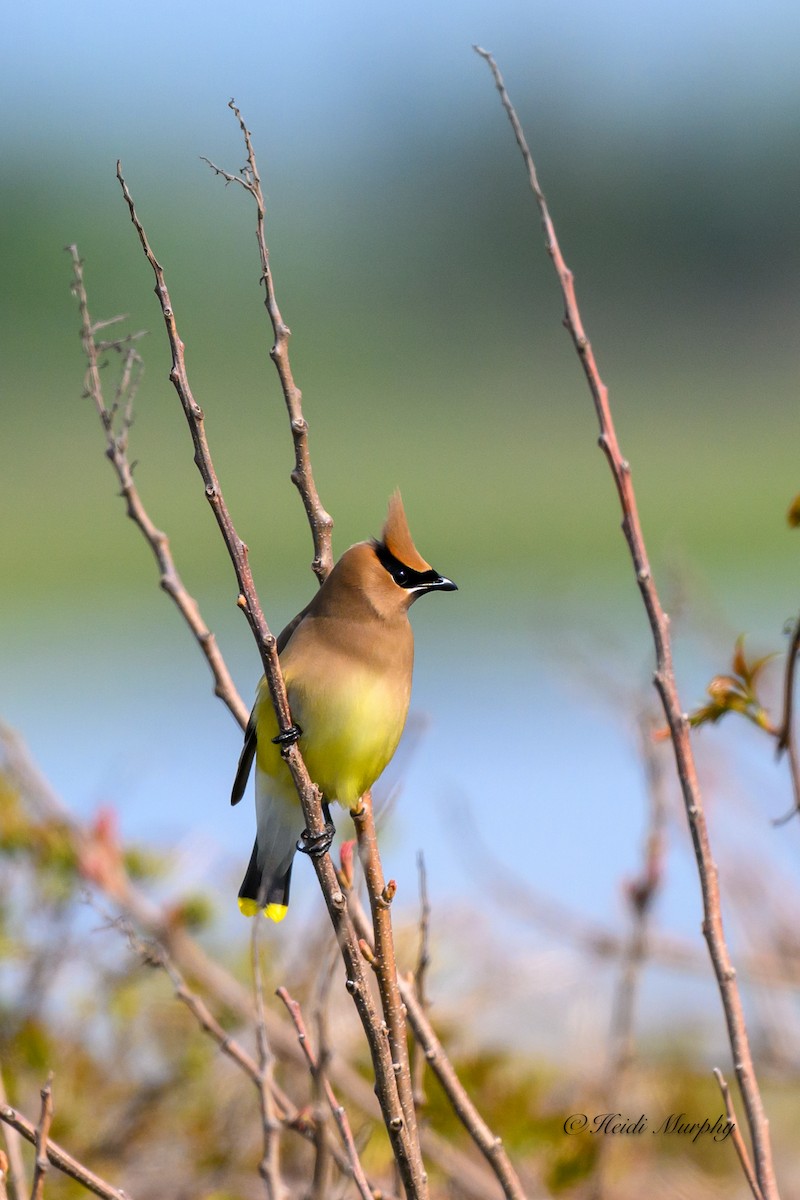 Cedar Waxwing - Heidi Murphy