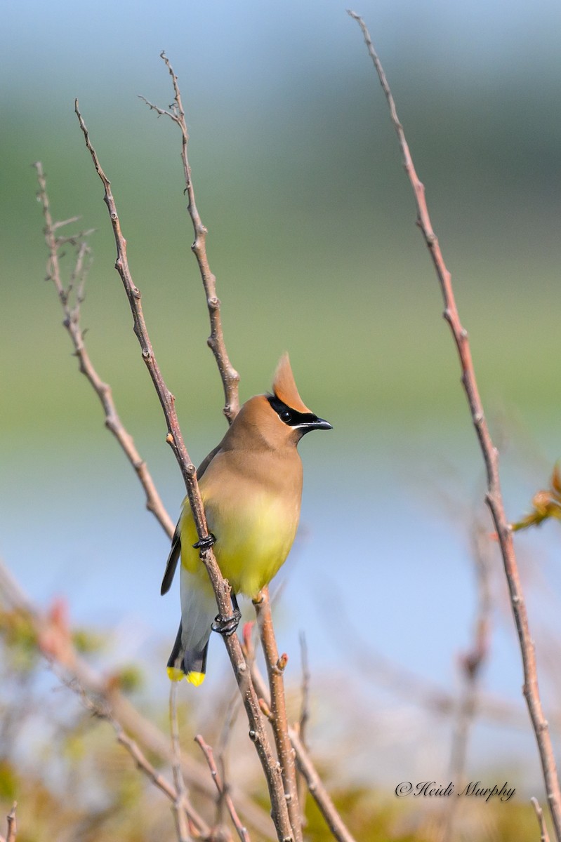 Cedar Waxwing - Heidi Murphy