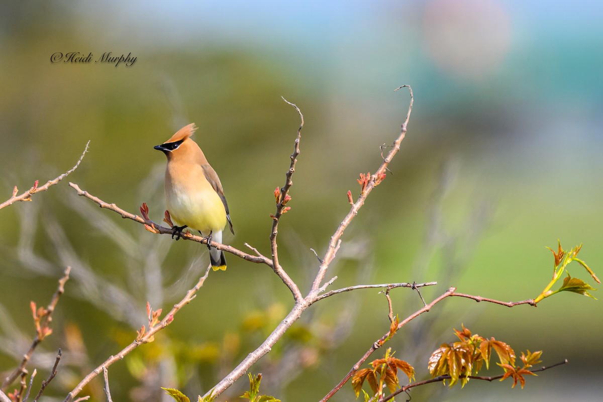 Cedar Waxwing - Heidi Murphy