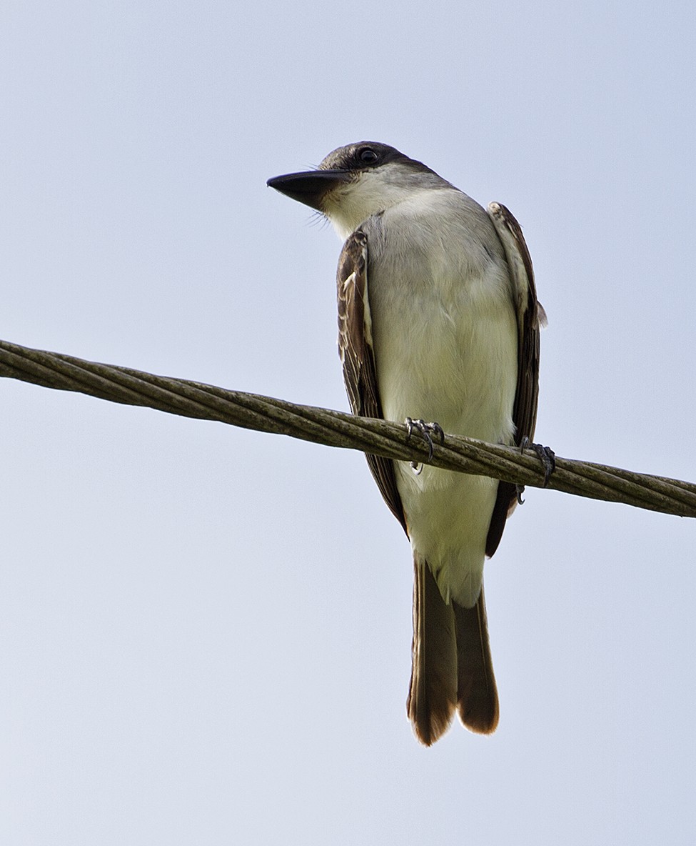 Gray Kingbird - Jim Hengeveld