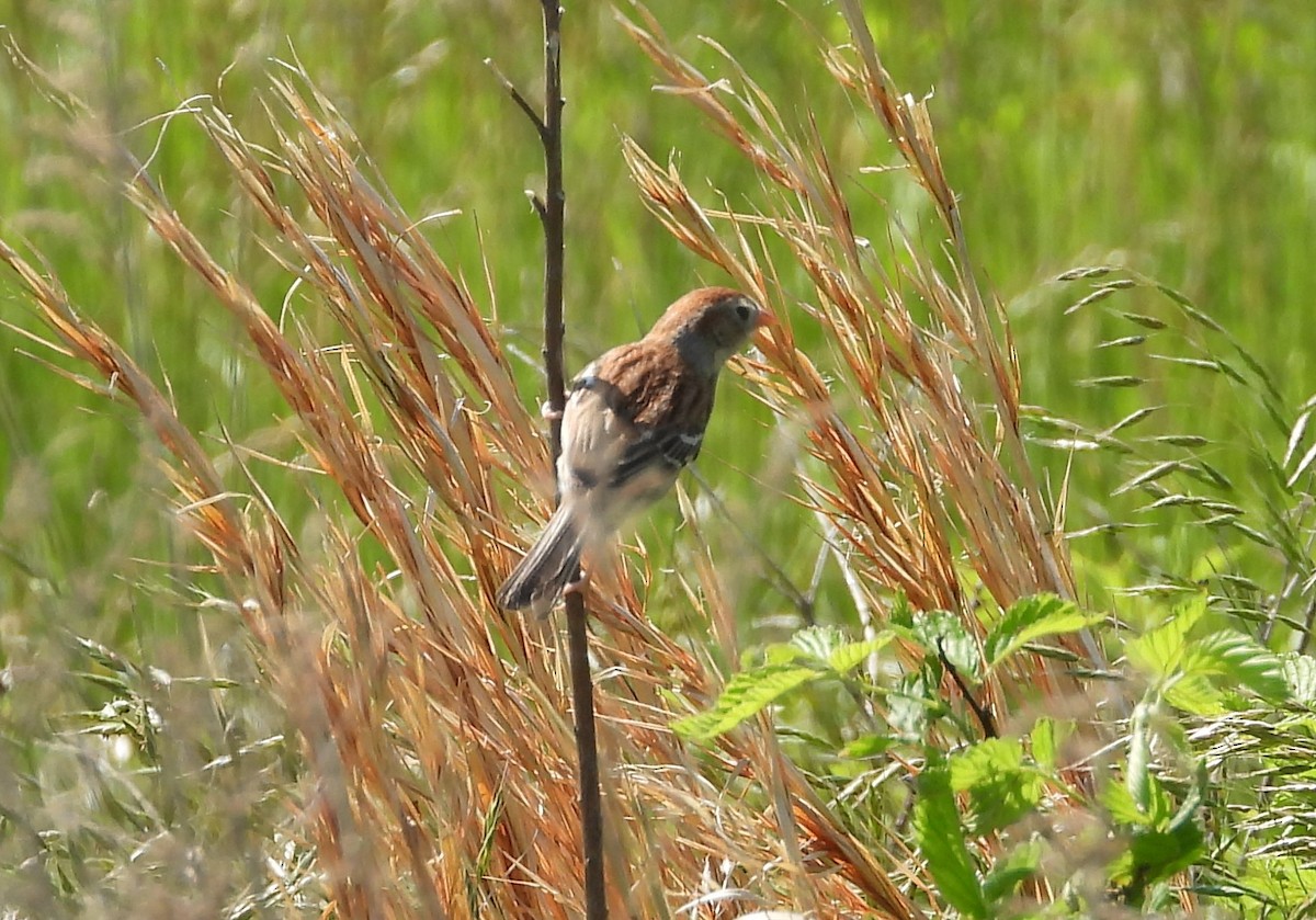 Field Sparrow - Patricia Rettig