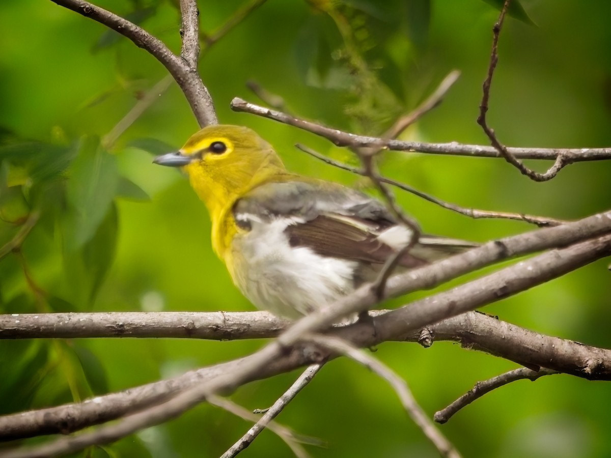 Yellow-throated Vireo - thomas christ