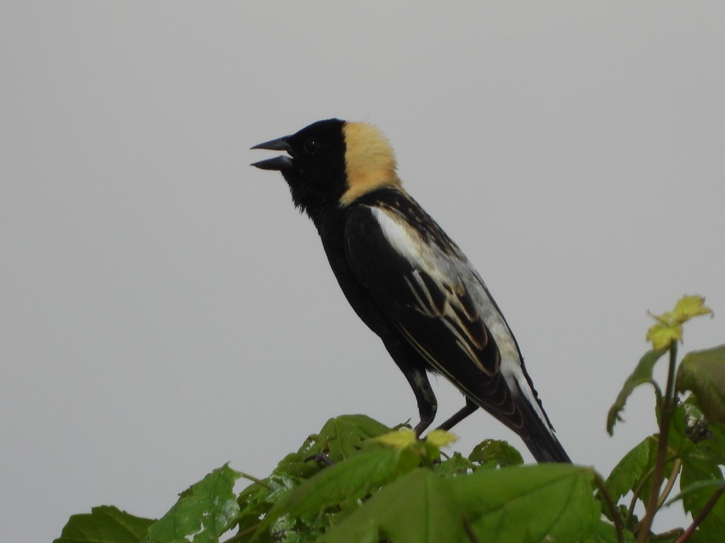 Bobolink - Elisabeth Cassinari