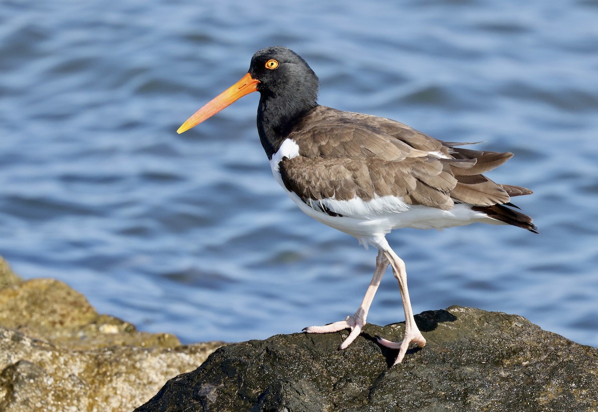 American Oystercatcher - ML619423677