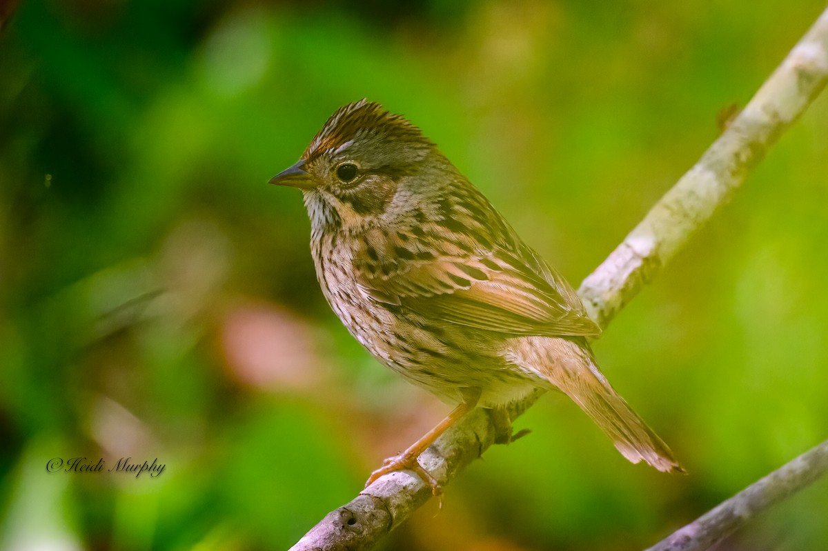 Lincoln's Sparrow - Heidi Murphy