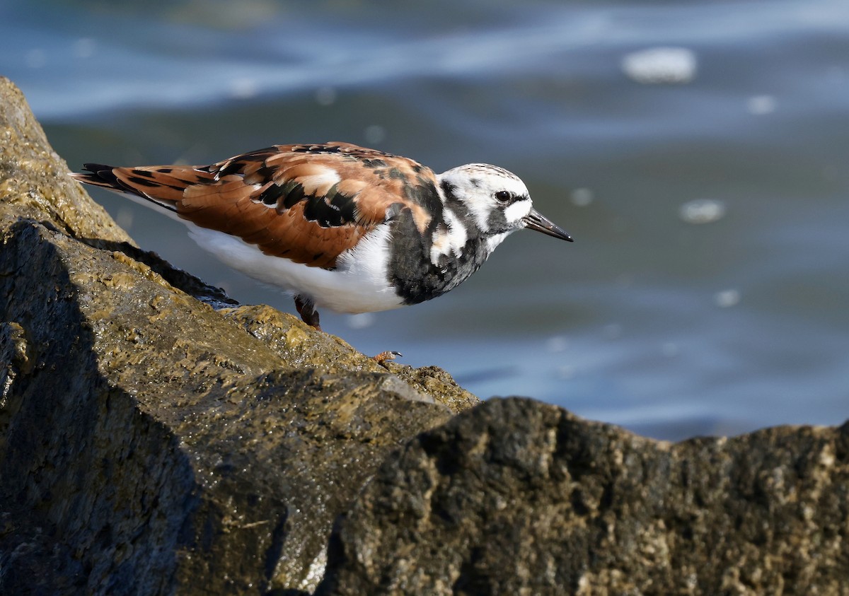 Ruddy Turnstone - ML619423683