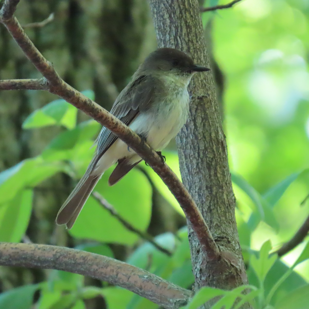 Eastern Phoebe - Richard Fleming