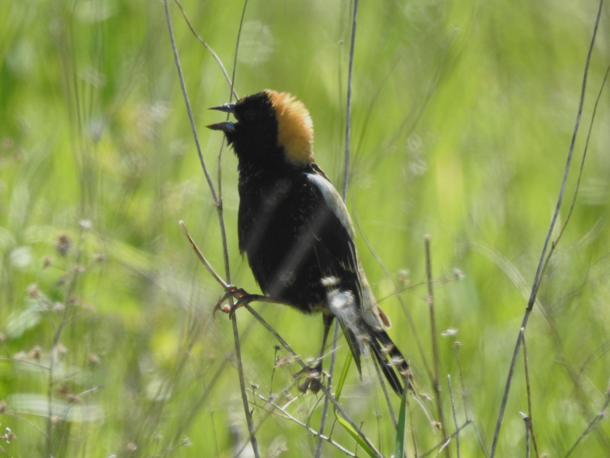 Bobolink - ML619423687