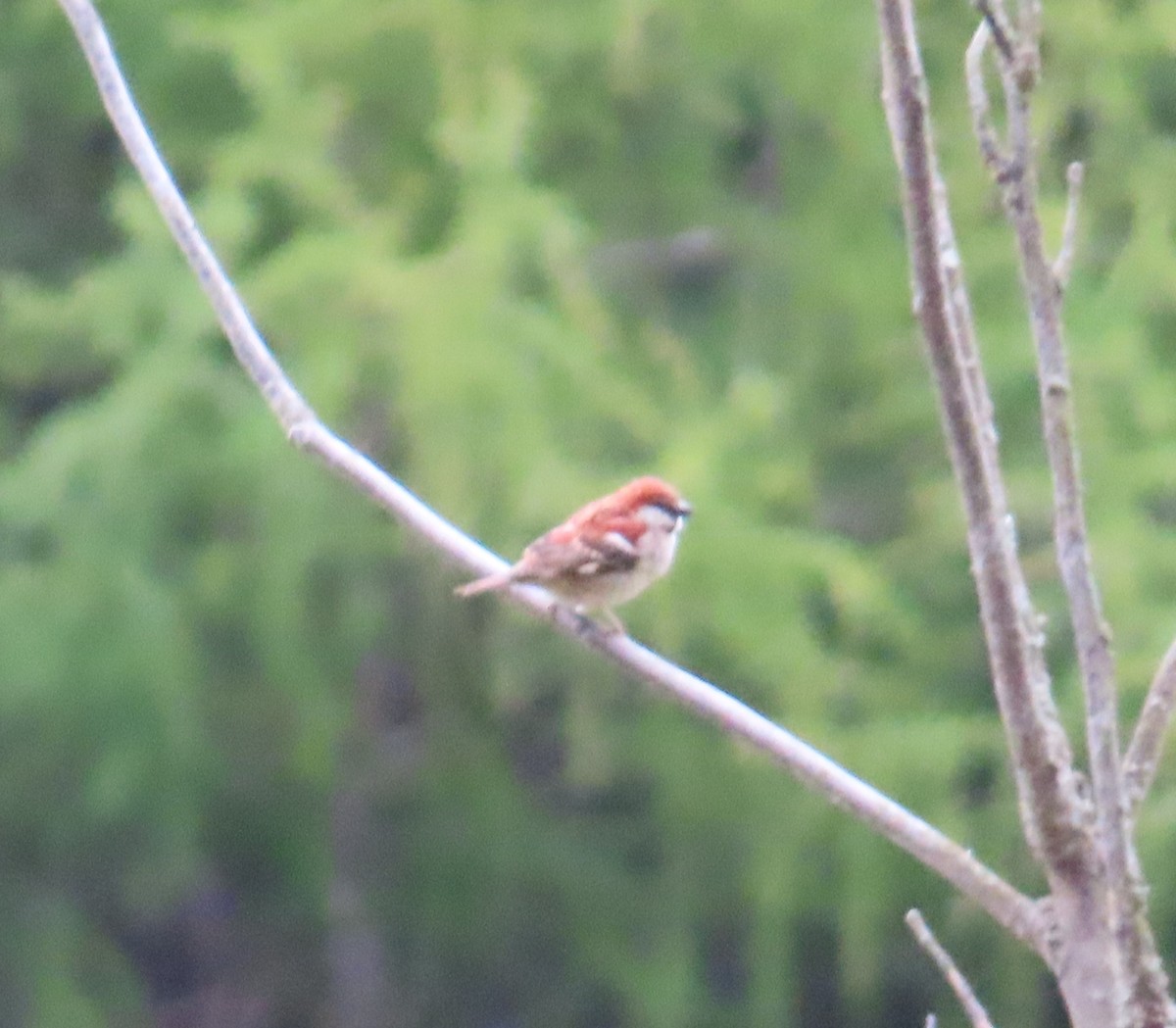 Russet Sparrow - Rudolf Koes