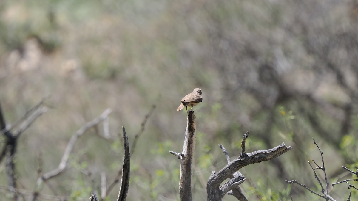 Rock Wren - Mike Grant