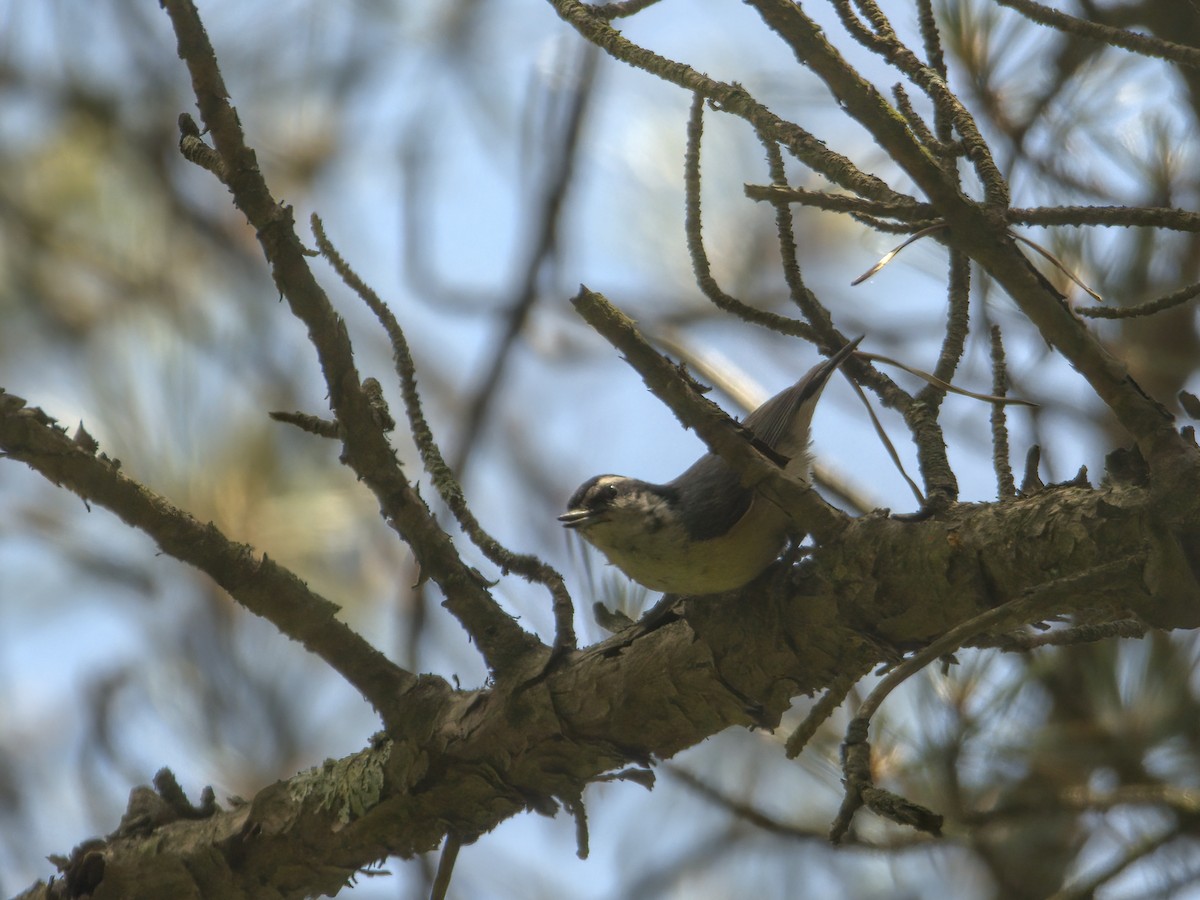 Red-breasted Nuthatch - ML619423700