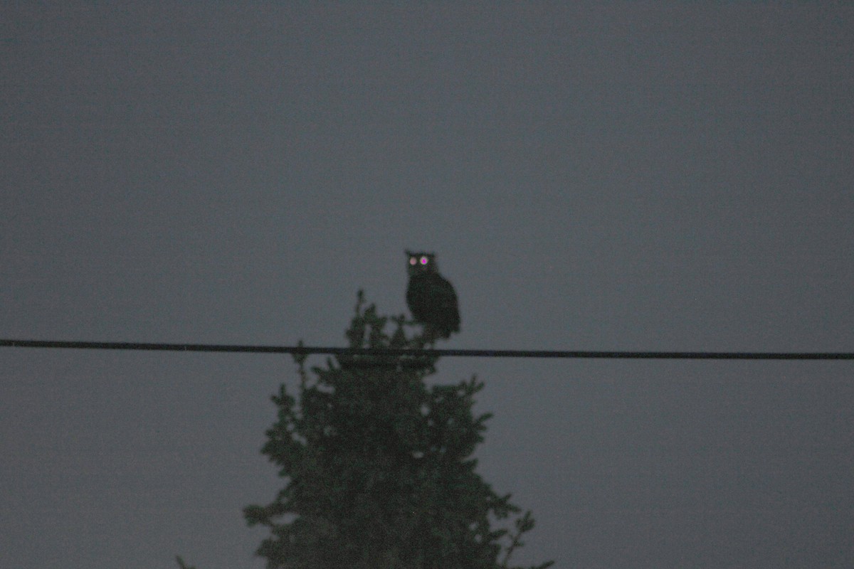 Great Horned Owl - Jaclyn Gonzalez