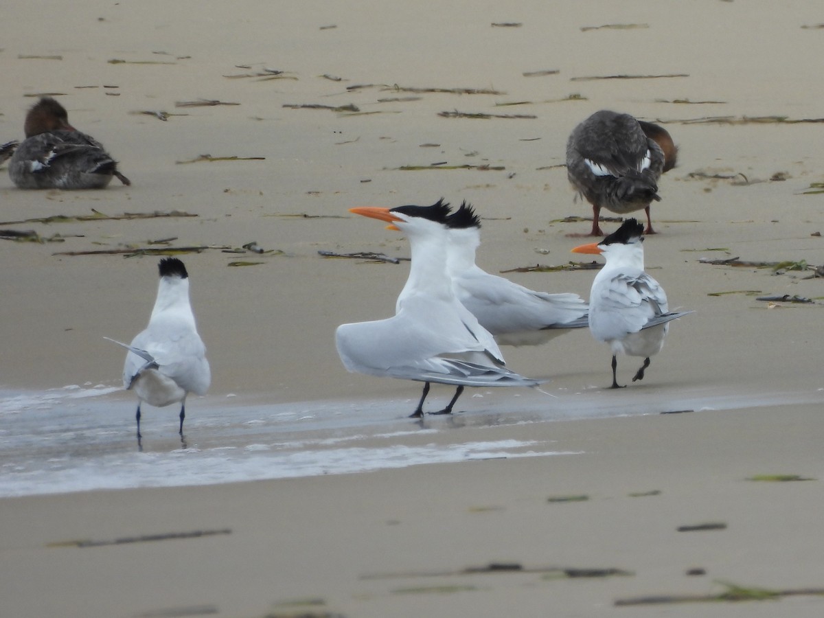 Royal Tern - Tracee Fugate