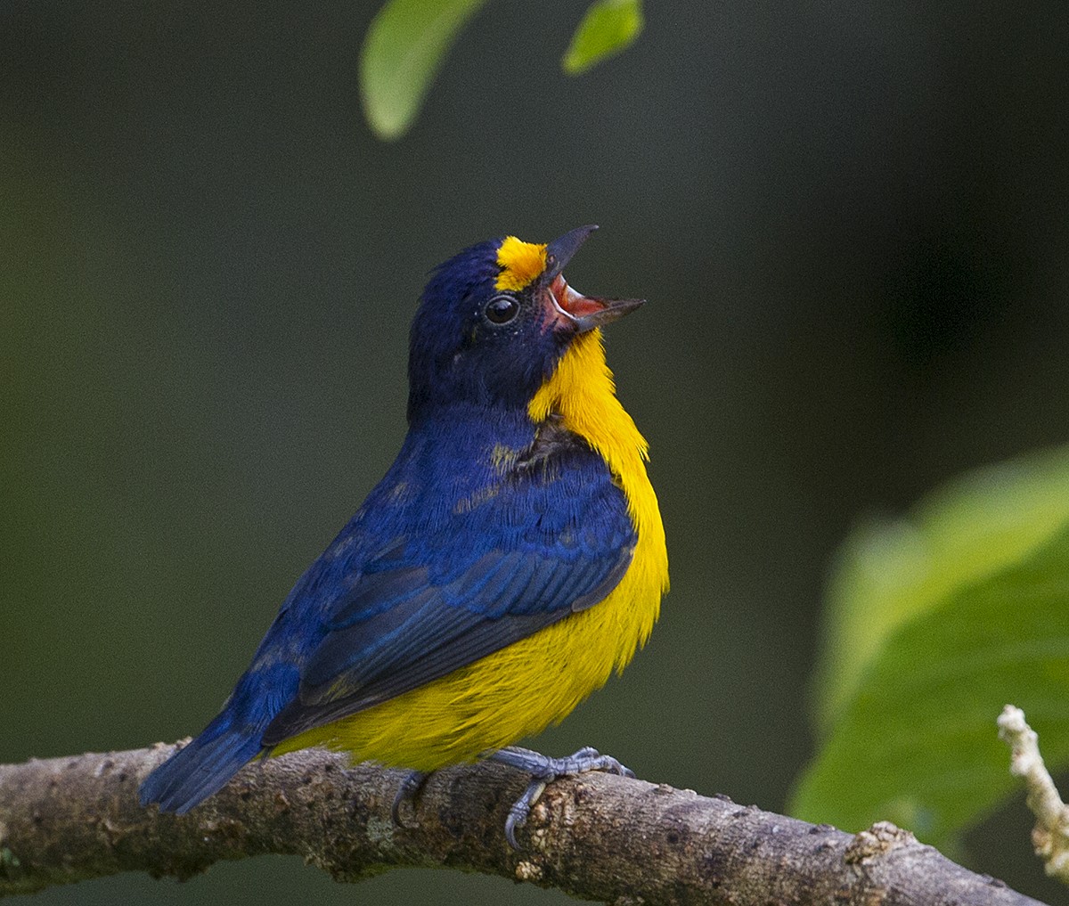 Violaceous Euphonia - Jim Hengeveld