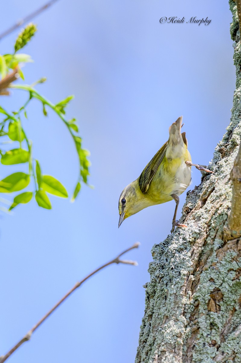 Tennessee Warbler - Heidi Murphy