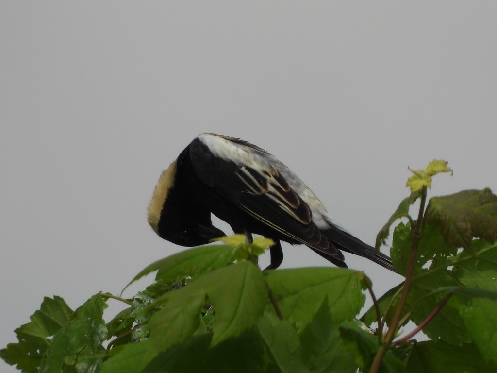 Bobolink - Elisabeth Cassinari