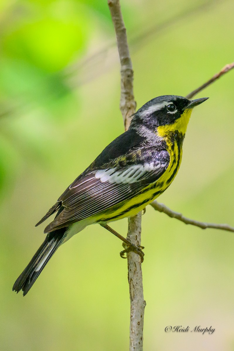 Magnolia Warbler - Heidi Murphy