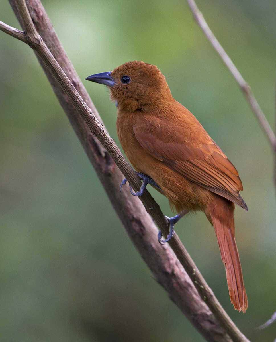 White-lined Tanager - Jim Hengeveld