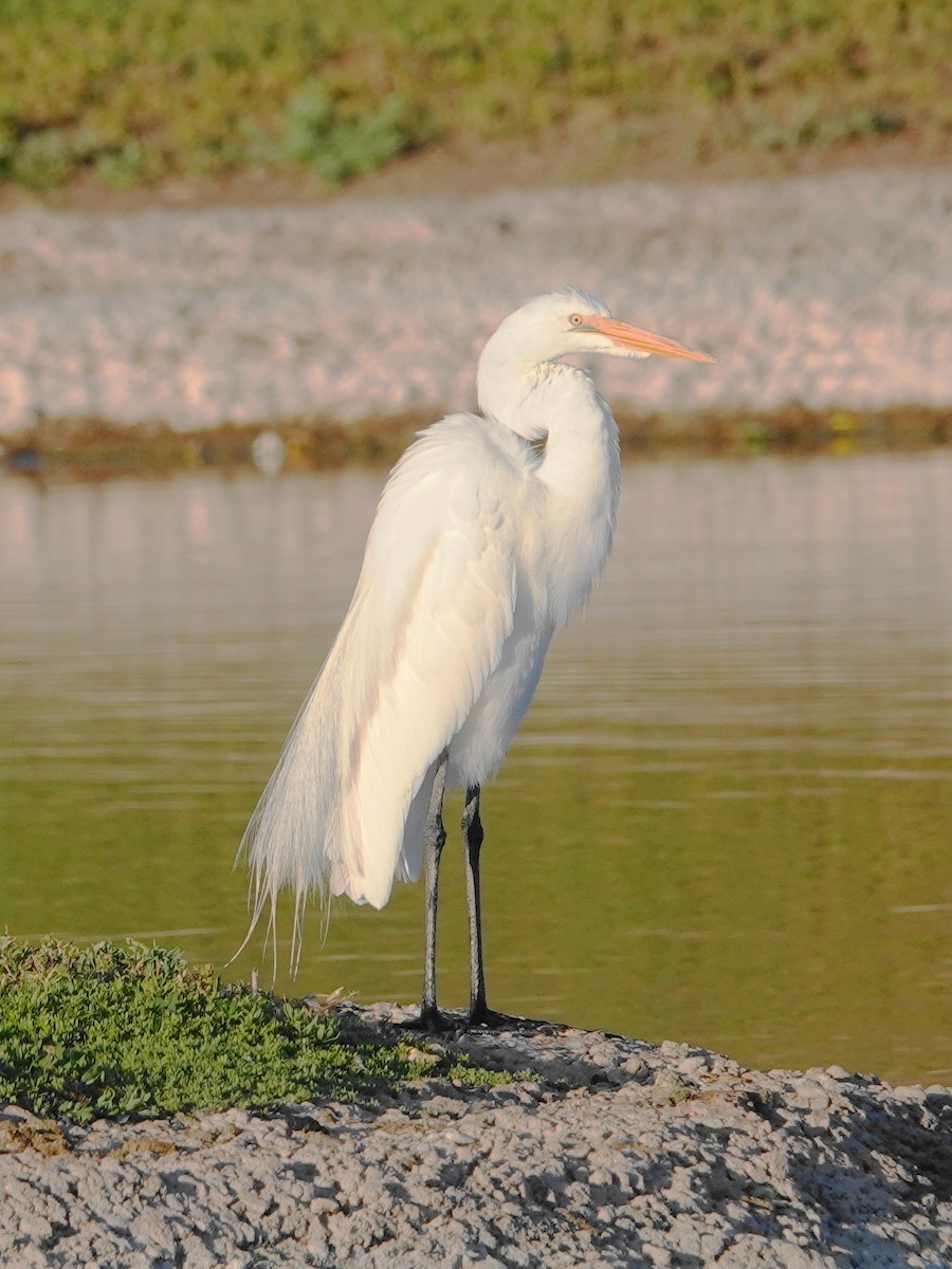 Great Egret - Peter Herstein