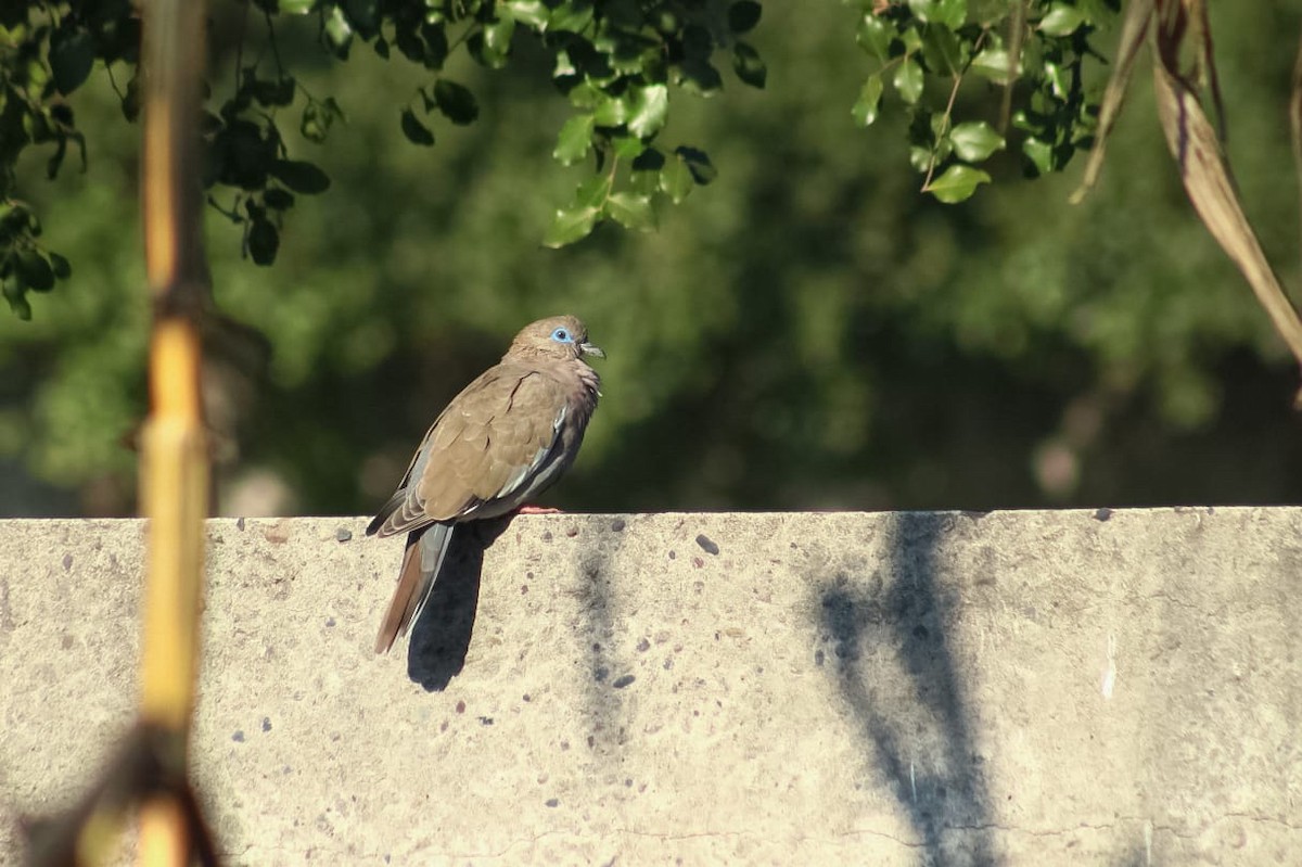 West Peruvian Dove - Vicente Avilés