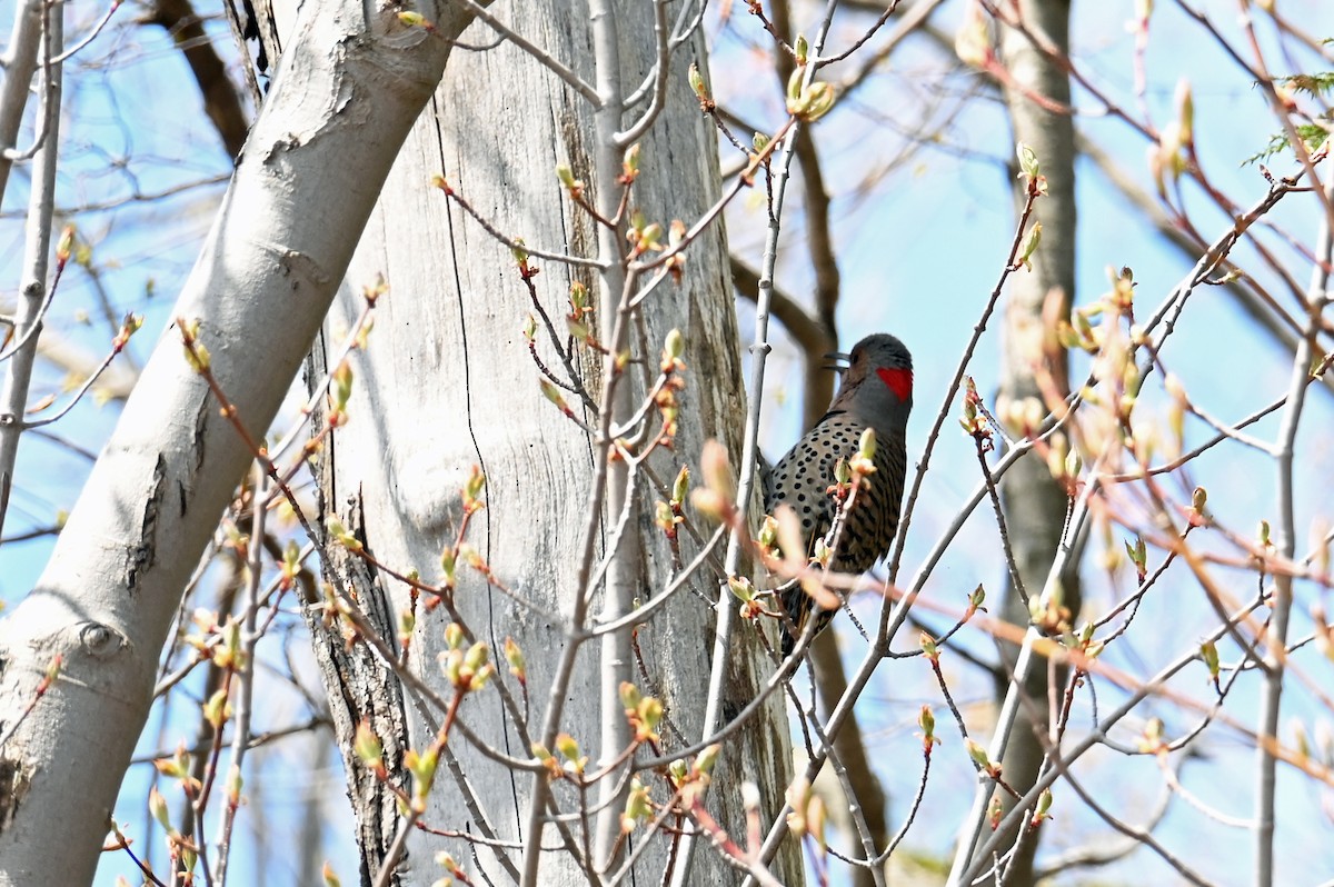 Northern Flicker - ML619423774