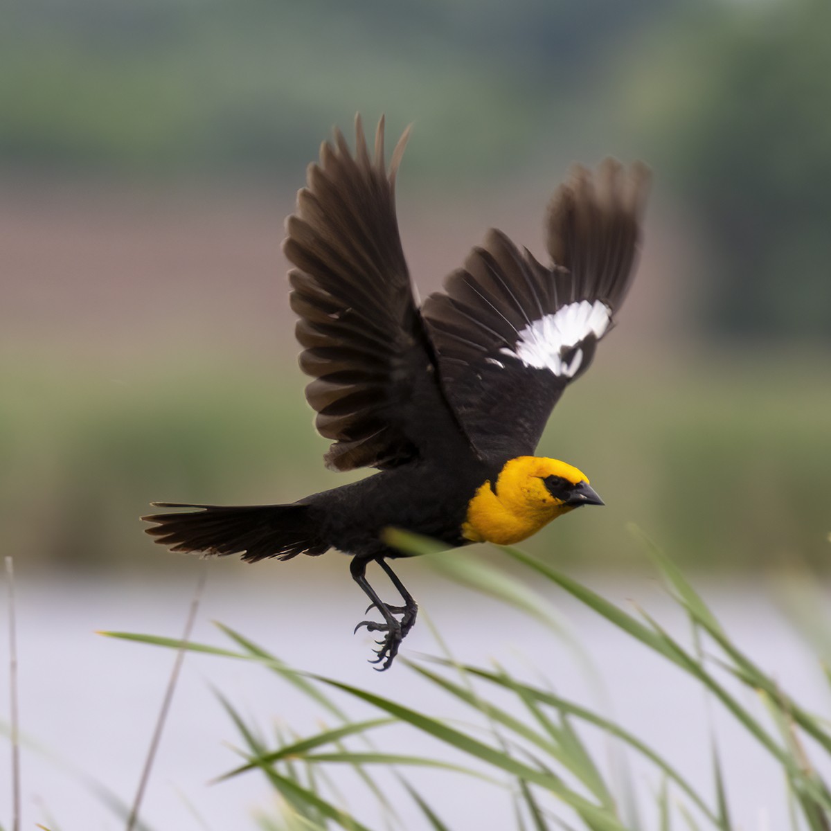 Yellow-headed Blackbird - Dan Vickers