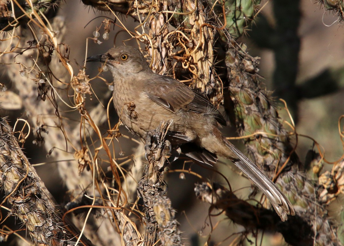 Curve-billed Thrasher - William Clark