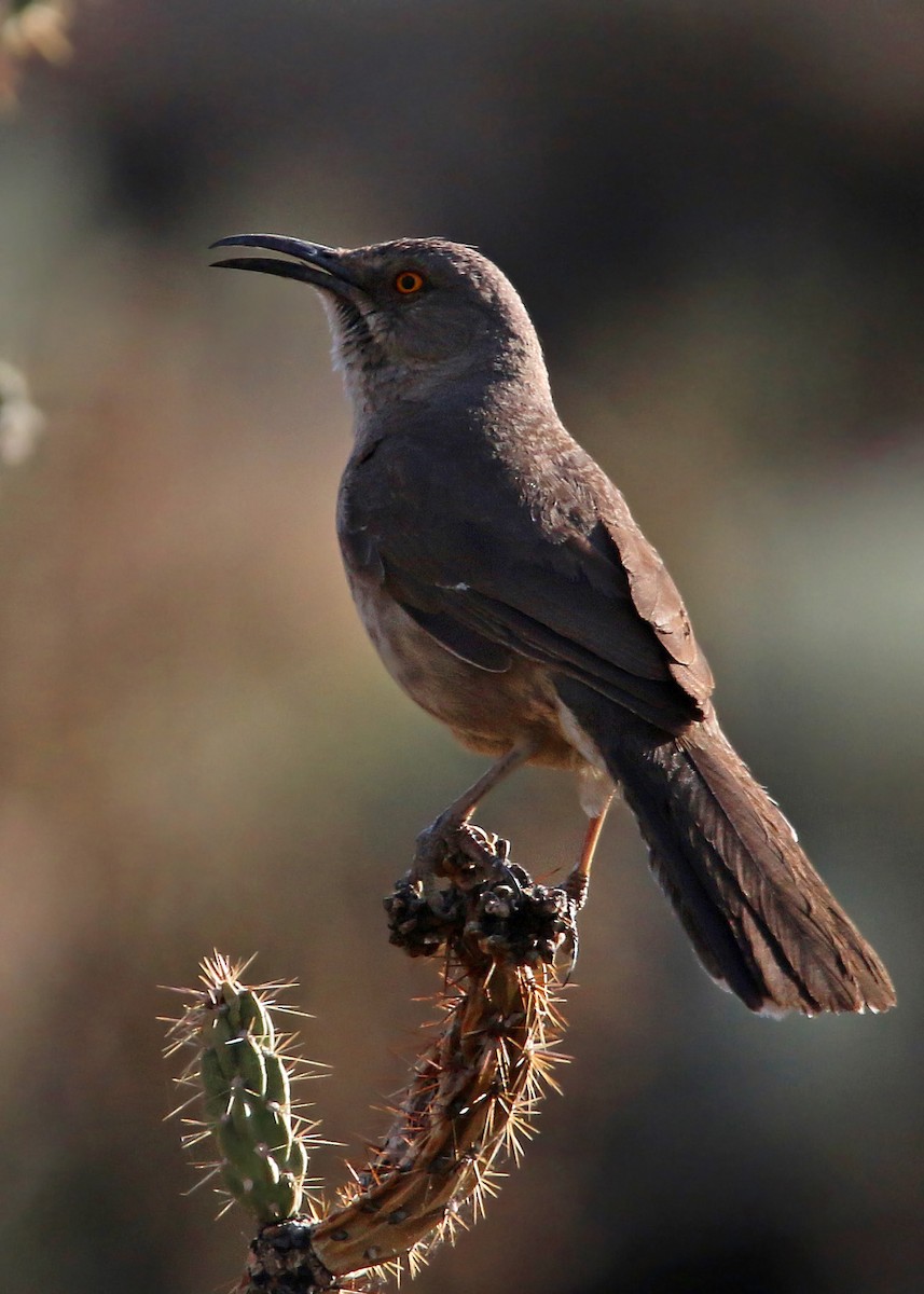 Curve-billed Thrasher - William Clark