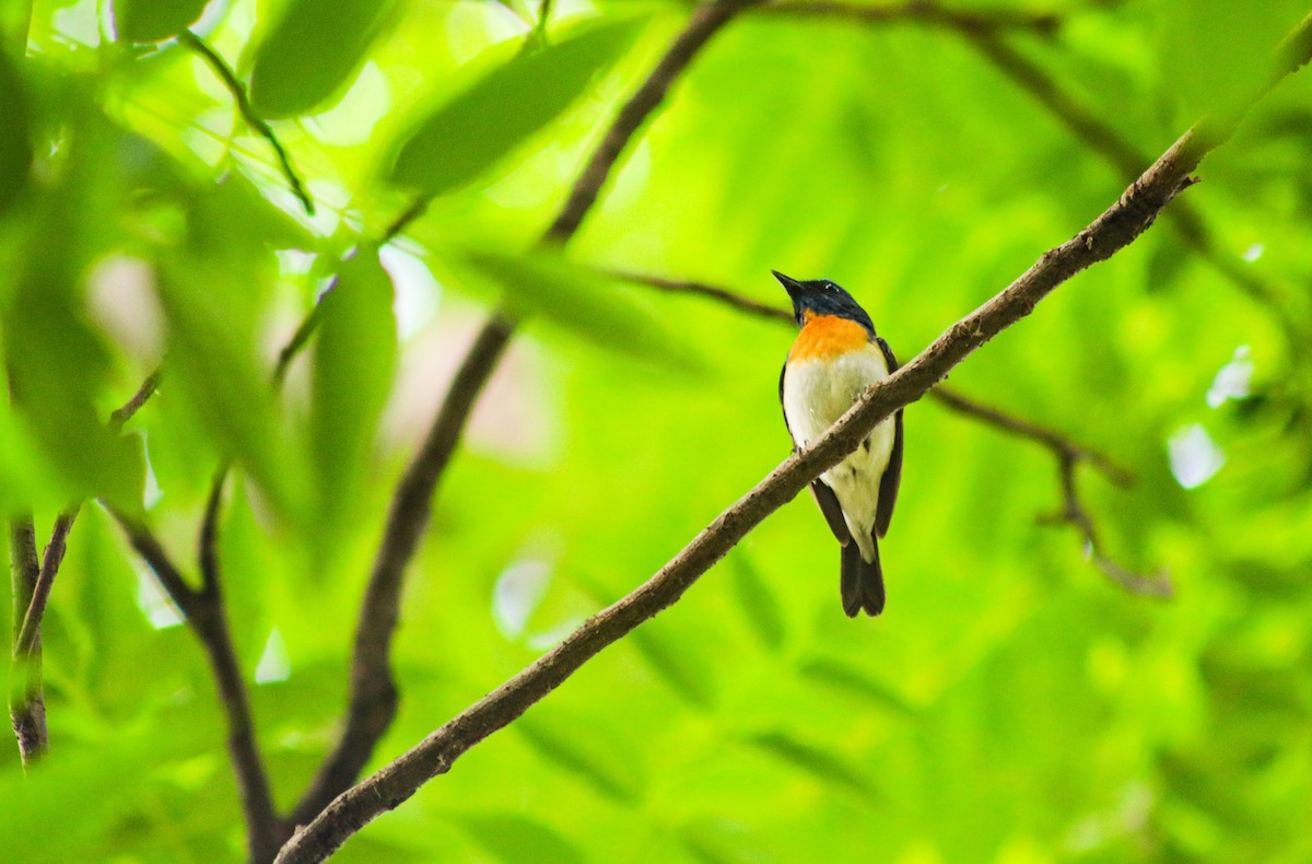 Blue-throated Flycatcher - Kiran Gosai