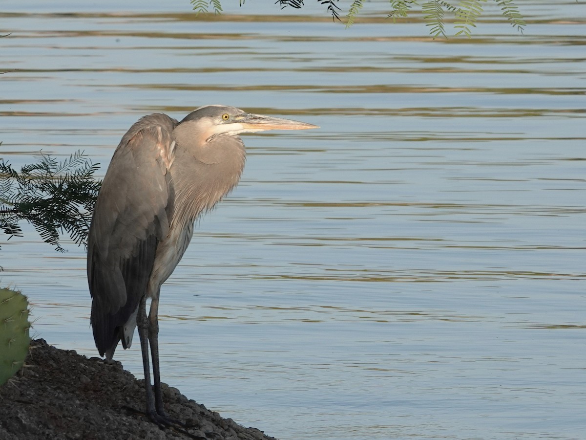 Great Blue Heron - Peter Herstein