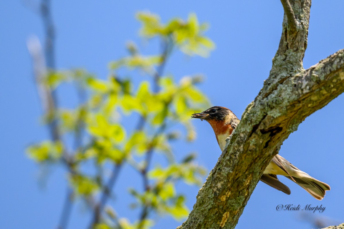 Bay-breasted Warbler - Heidi Murphy